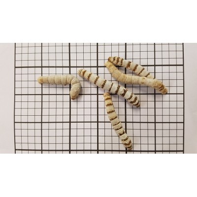 Large Silkworms (Qty of 25)